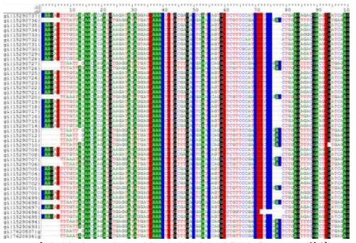 Avocado sunblotch Viroid FASTA Sequence 분석