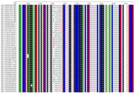 Citrus Exocortis viroid FASTA Sequence 분석