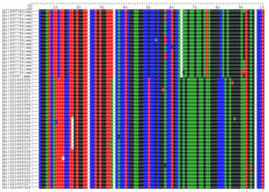 Grapevine yellow speckle viroid FASTA Sequence 분석