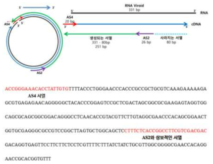 ASSVd 서열 중 AS2와 AS4로 생성되는 서열 모식도 및 서열 정보