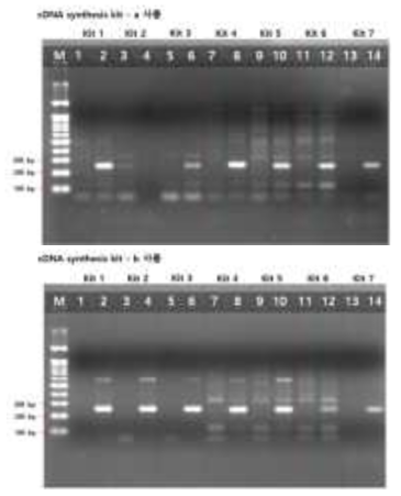 RNA 추출 kit 및 cDNA 생성 kit 별 DNA 생성 결과