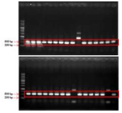 T-vector cloning 후 Colony PCR 수행 결과