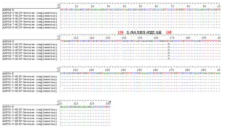 Bio-edit 프로그램을 활용한 ASSVd 서열 분석 결과