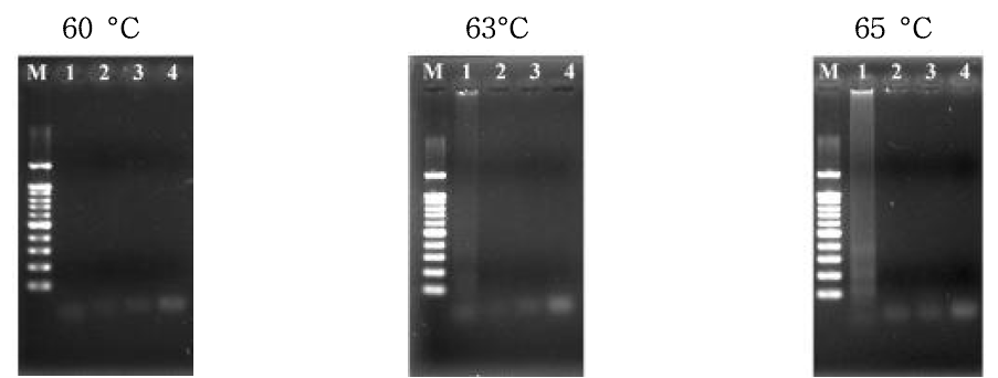 단일 가닥 DNA를 주형으로 한 LAMP 과정 결과