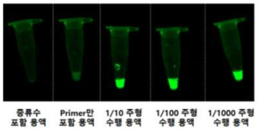 SYBR green I (1X)을 활용한 형광 실험 결과