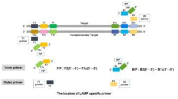 Loop-mediated isothermal amplification (LAMP)의 Primer 구성 모식도