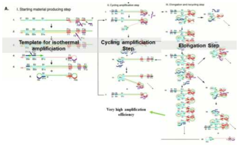 Loop-mediated isothermal amplification (LAMP)의 증폭 모식도