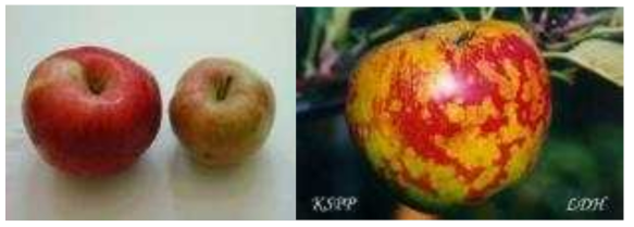 사과 바이로이드(Apple scar skin viroid, ASSVd)에 감염된 사과 과실