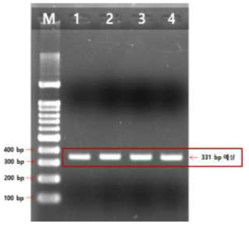 AS1 이용 cDNA를 Template로 한 PCR 결과, 331 bp 예상