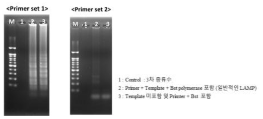 증폭 효율 비교를 통한 ASSVd 특이적 LAMP 프라이머 선정