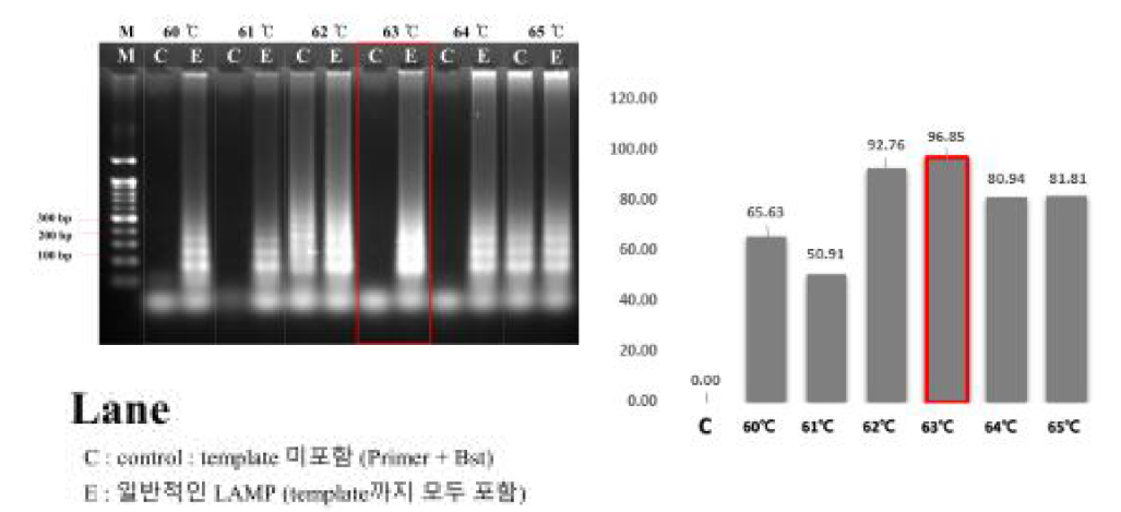 선정된 ASSVd LAMP 프라이머를 활용한 LAMP 온도 선정 결과
