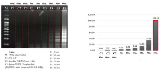 선정된 ASSVd LAMP 프라이머를 활용한 LAMP 시간 선정 결과