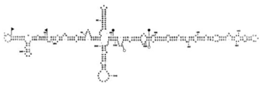 Pear blister canker viroid의 2차원적 구조 모식도