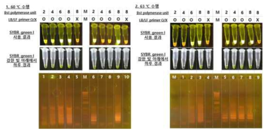 dsDNA template를 활용한 Bst polymerase의 농도 조건 확인