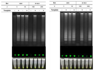 RNA template를 활용한 역전사 효소 결정을 위한 실험 결과