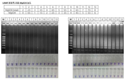 LAMP 반응액 포함 MgSO4의 농도 별 반응 정도