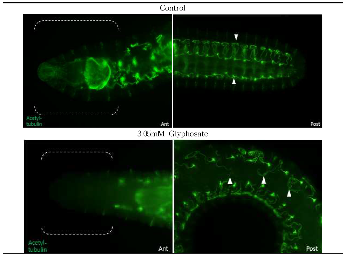 3.05mM Glyphosate에 노출된 지렁이 유생의 Acetylated tubulin antibody에 반응한 신경계 변화