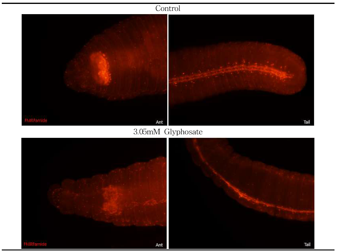 3.05mM Glyphosate에 노출된 지렁이 유생의 FMRFamide antibody에 반응한 신경계 변화
