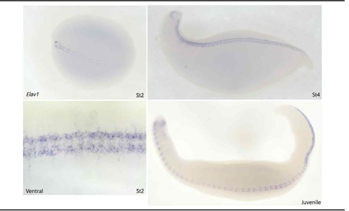 신경형성마커 유전자 Elav1의 지렁이 배아에서의 발현양상