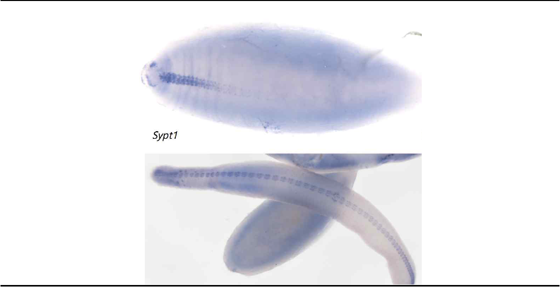신경형성마커 유전자 synaptotagmin1의 지렁이 배아에서의 발현양상
