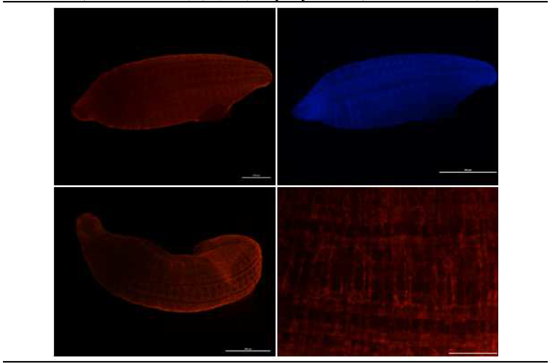 근육형성유전자 tropomyosin1의 지렁이 배아의 근육발생동안의 발현양상