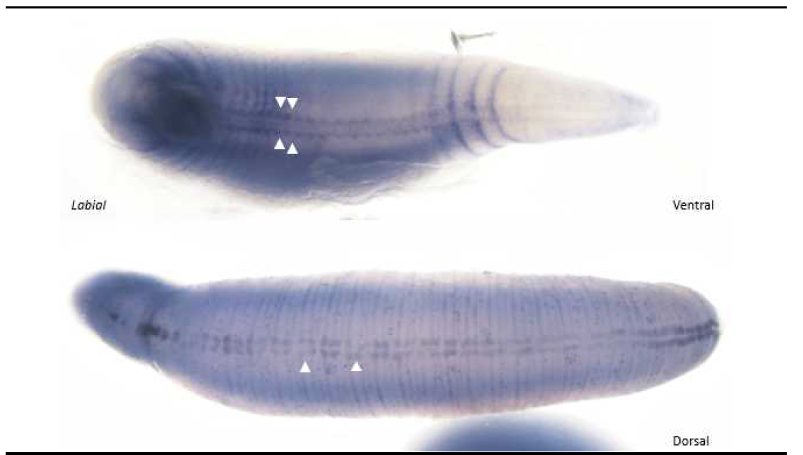 지렁이 유생에서의 Hox 유전자 발현 양상
