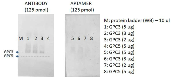 Western blot GPC3 단백질 처리 농도 조건 확인