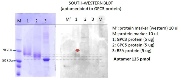 앱타머를 이용한 South-Western blot