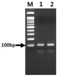 SELEX 진행에 필요한 앱타머 풀 제작을 위한 비대칭 PCR 결과