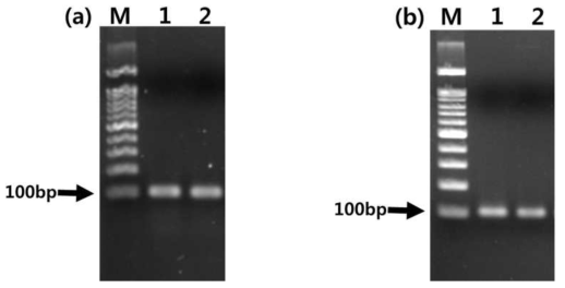 T-벡터 클로닝을 위한 인서트 dsDNA PCR 증폭 및 정제 과정