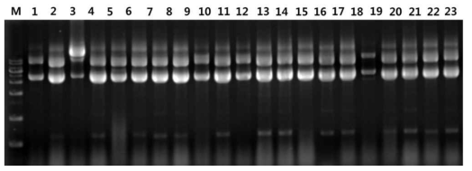 콜로니 PCR을 통한 형질 전환체의 클로닝 확인