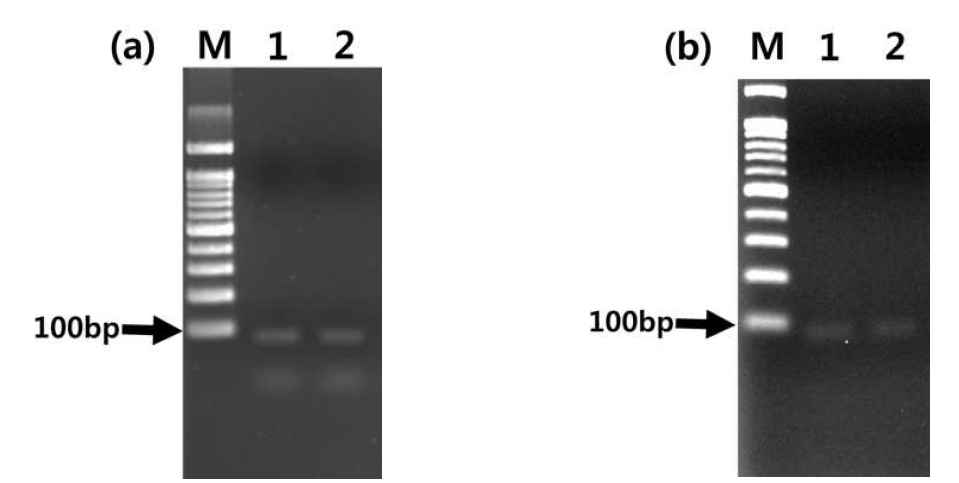 SELEX 진행에 필요한 76bp DNA 앱타머 풀 확보를 위한 PCR 증폭 및 PCR 산물의 정제 결과