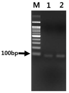 SELEX 진행에 필요한 앱타머 풀 제작을 위한 비대칭 PCR 결과