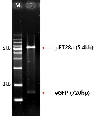 eGFP plasmid 구축 결과