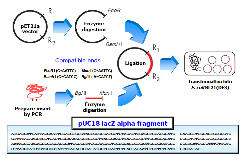pET-21a 플라스미드 벡터에 lacZ 유전자 삽입 모식도