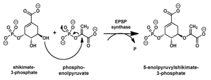 EPSP synthase가 촉매하는 반응경로 (source: wikipedia)