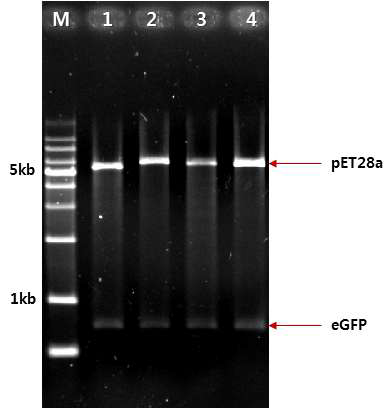 eGFP;;pET28a plasmid 구축 결과