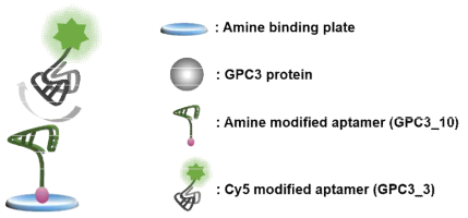 GPC3 단백질 검출을 위한 sandwich assay 모식도