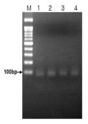 PCR 및 PCR purification 을 통한 랜덤 DNA 앱타머 풀의 제작
