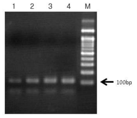 asymmetric PCR 을 통한 랜덤 DNA 앱타머 풀의 제작