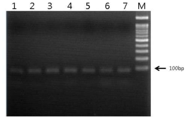 PCR 및 PCR purification 을 통한 랜덤 DNA 앱타머 풀의 제작