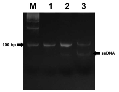 아크릴아마이드 겔 전기영동을 통한 ssDNA의 확인