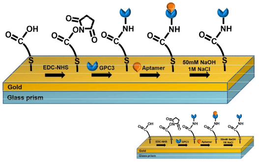 SPR 기법을 이용한 GPC3 단백질 친화도 정량법 모식도