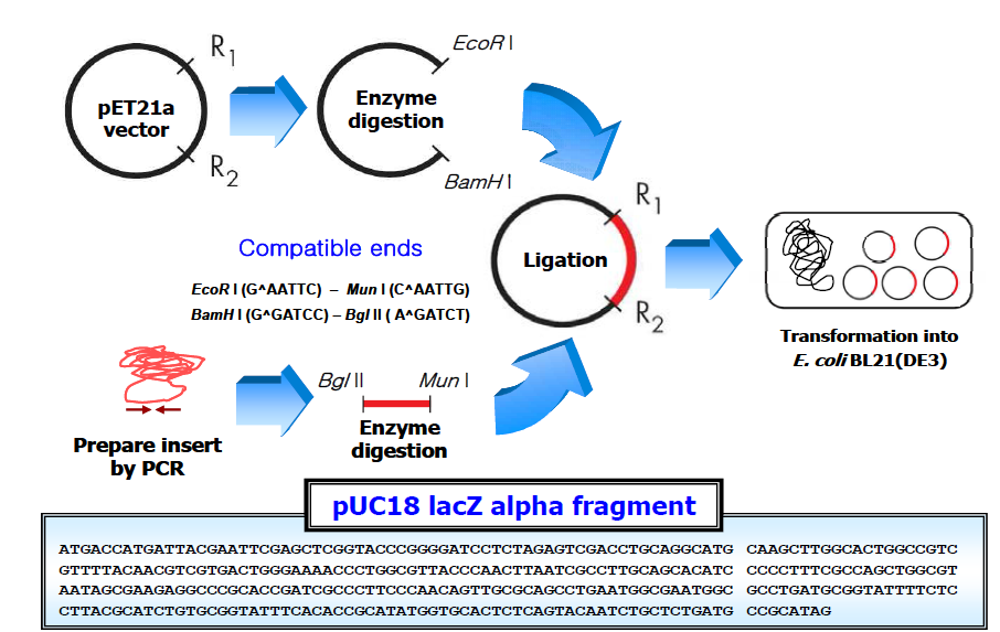 lacZ 유전자를 pET-21a 플라스미드 벡터에 클로닝하는 모식도