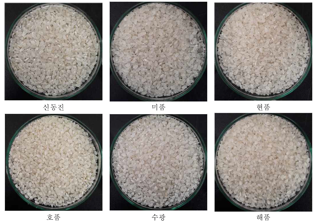 호남간척지 최고품질 벼 품종별 외관 모습