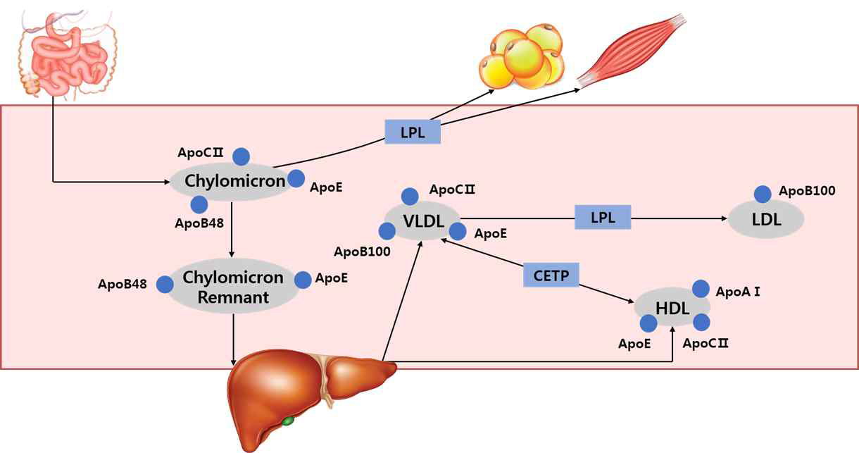 Lipoprotein metabolism