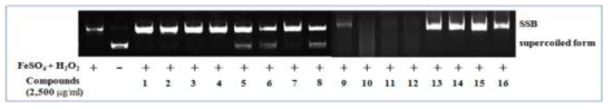 지역특화작목 시료 16종의 DNA SSB 억제 활성 결과(2016) (1: 고구마잎자루, 2: 도라지, 3: 가지, 4: 신선초, 5: 들깨, 6: 구기자-청양, 7: 구기자 -진도, 8: 구기자-중국, 9: 오미자-경북, 10: 오미자-강원, 11: 오미자-충북, 12: 오미자-전북, 13: 복분자-정읍, 14: 복분자-순창, 15: 복분자-고창, 16: 복분자-광양)