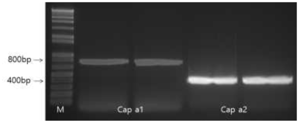 PCR을 통한 고추 알레르기 단백질 유전자 증폭 결과