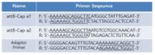 고추 알레르기 단백질 유전자 증폭에 사용 된 Primer 염기서열