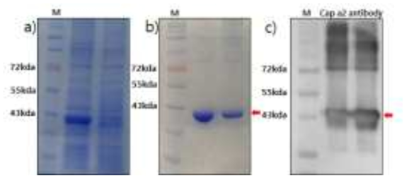 고추 내재 알레르기 단백질 분리∙정제 및 western blot a). SDS-PAGE를 통한 단백질 분리 확인. b). GST-column을 이용한 Cap a2 단백질 정제. c). Cap a2 antibody을 이용한 western blot